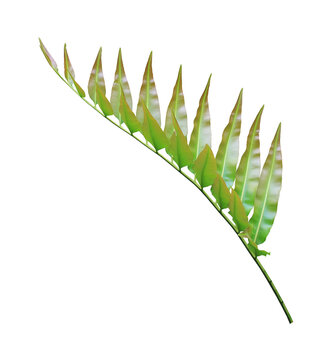 Branch of green leafs isolated on transparent background
