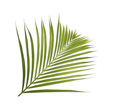 Green palm leaf PNG isolated on transparent background