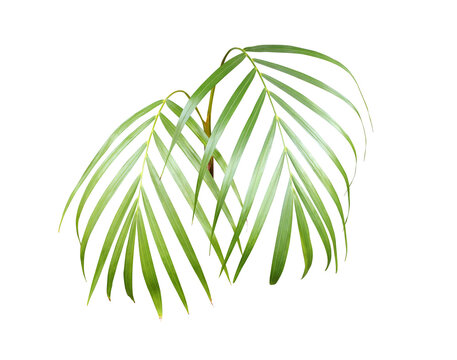 Fresh tropical palm frond PNG on transparent background