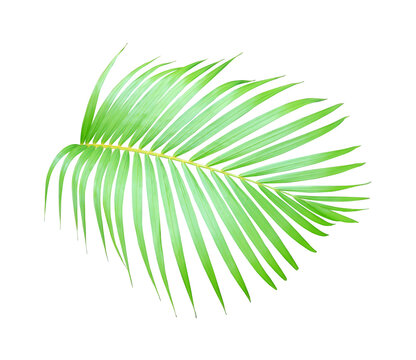 Natural palm leaf botanical element on transparent background