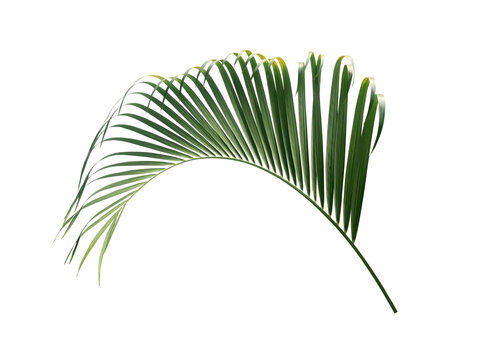 Green palm leaf PNG isolated on transparent background