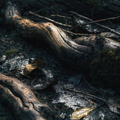 Fototapeta premium Sunlight shining on wet forest floor and tree roots
