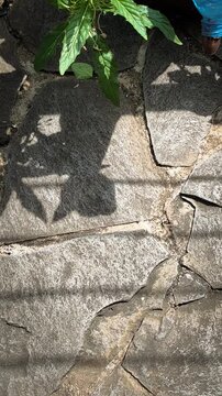 Shadows of swaying leaves during a season of intense sunlight. Extreme heat. Video transition, 4K, 60 fps. Vertical video