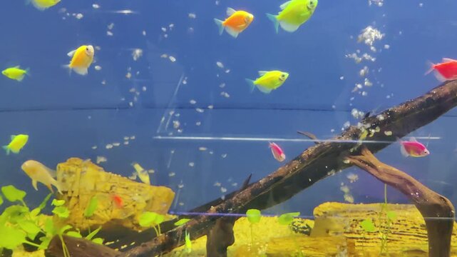 Colorful tropical fish swimming in a freshwater aquarium with aquatic plants
