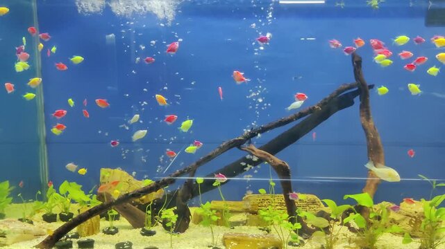 Colorful tropical fish swimming in a freshwater aquarium with aquatic plants