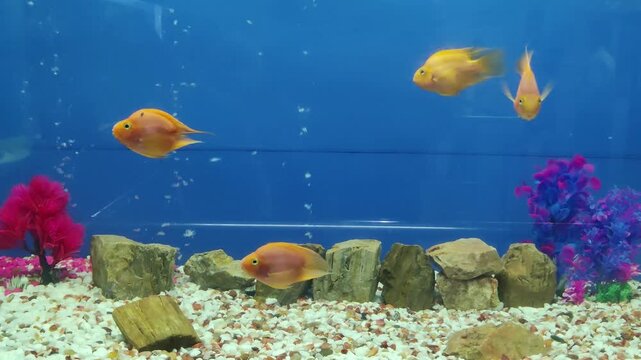 Orange parrot cichlid fish swimming in a decorated aquarium tank with aquarium