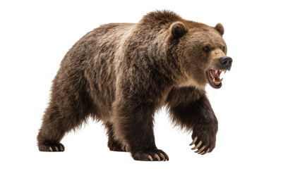 Fototapeta premium Grizzly bear walking with open mouth and sharp teeth