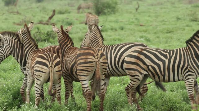 Plains zebra kicking another zebra before running away, Kruger National Park, South Africa.