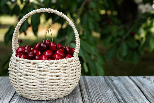 Ripe organic cherries in woven basket for healthy food and seasonal harvest concept