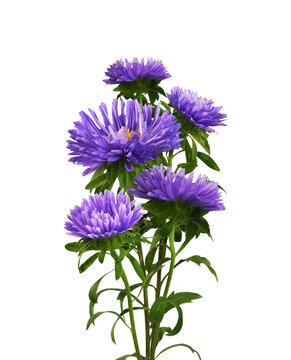 Purple aster flowers in bouquet isolated on white or transparent background