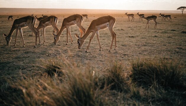 Herd of juvenile impala Grazing and walking in Masai Mara National Park, Kenya.

