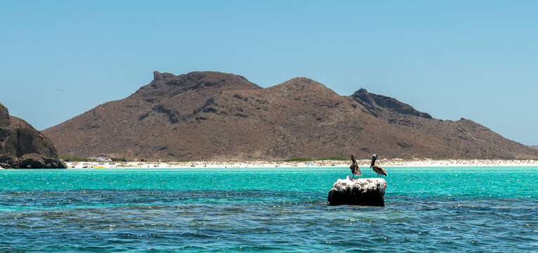 The city of La Paz, capital of the state of Baja California Sur and a Mexican tourist destination. Pelicans resting on a rock, with Balandra Beach in the background.