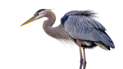 Great Blue Heron bird with long beak and grey feathers © Andrei