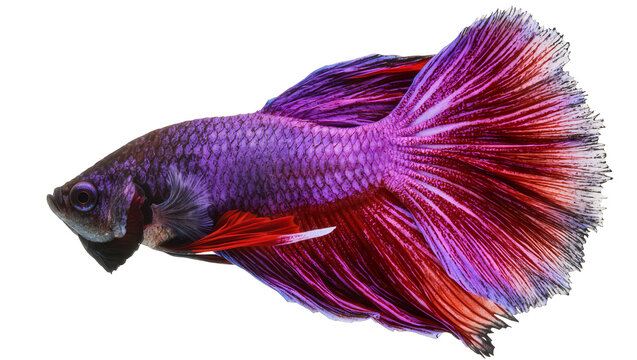 Vibrant Siamese fighting fish with flowing fins
