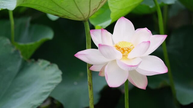 夏の蓮池に咲く美しい蓮の花