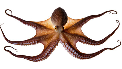 Brown octopus with spread tentacles and suckers © Andrei