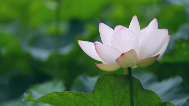 水辺の花」の写真素材 | 29,147件の無料イラスト画像 | Adobe Stock