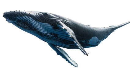 Humpback whale swimming, detailed view of pectoral fins and ventral pleats © Andrei