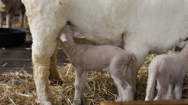 newborn lamb feeding or drinking milk from mother sheep on a farm