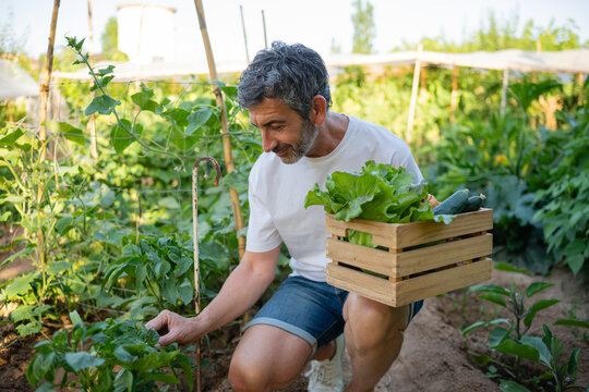 Man harvesting fresh organic vegetables from a garden
