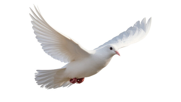 White dove bird in flight with wings spread