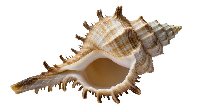 Spiky seashell with intricate spiral pattern and textured exterior