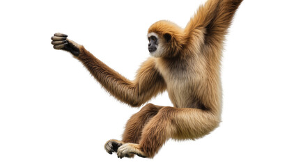Gibbon monkey with long arms hanging and looking to the side © Elowen