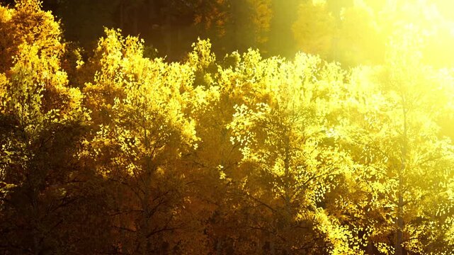 Sunlight filters through tall trees in a forest. Leaves turn yellow, showing the beauty of autumn. The scene captures the changing season and vibrant colors among the trees.