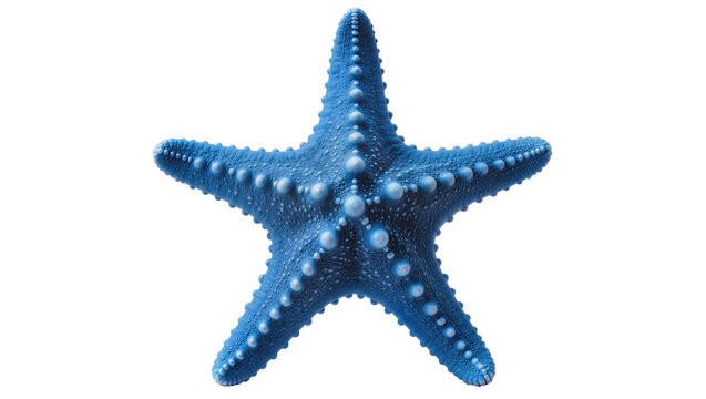 Blue starfish with raised bumps and white dots