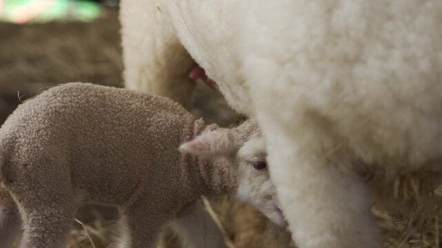 newborn lamb feeding or drinking milk from mother sheep on a farm