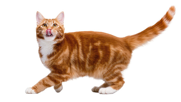 Orange tabby cat with white chest and paws licking its nose