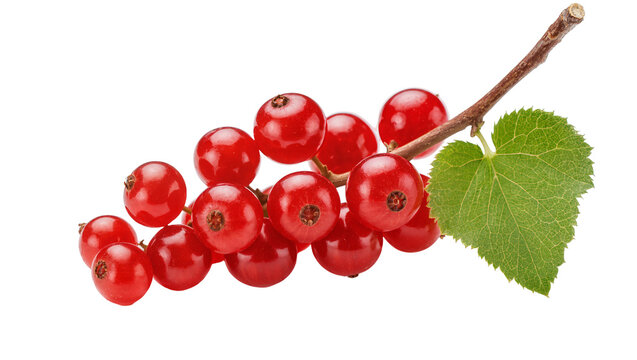 Redcurrant berries on branch with green leaf