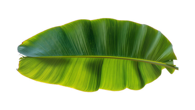 Large green banana leaf with yellow variegation