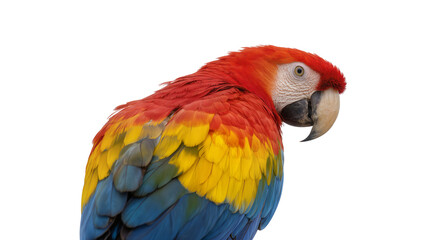 Fototapeta premium Scarlet Macaw parrot with vibrant red yellow, and blue feathers