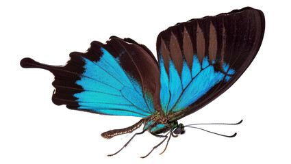 Blue and brown butterfly with iridescent wings © Elowen