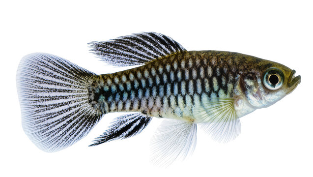 Small fish with patterned scales and striped fins