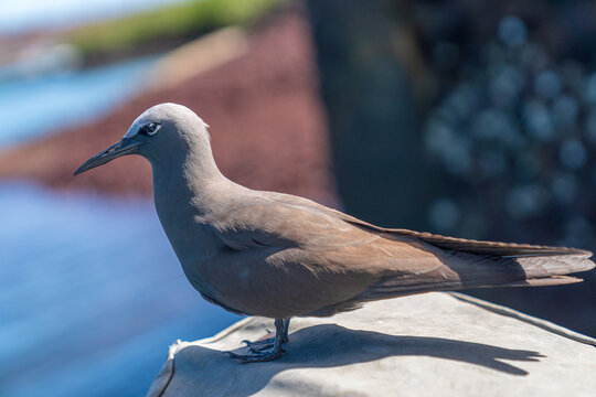 Brown Noddy Standing in Sunlight in the Galapagos Islands Ecuador