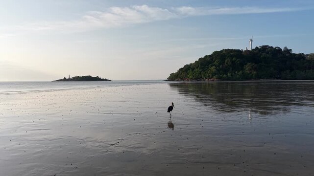 Lesser Adjutant walk on calm mudflat