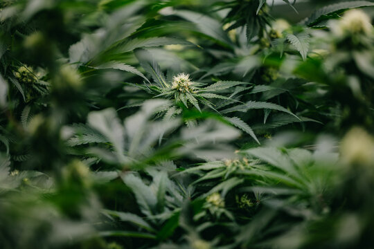 cannabis flowering plant closeup background with dense green foliage and shallow focus for cultivation banner and wallpaper use