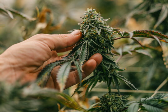 Closeup of fingers touching thai cannabis bud on flowering plant for botanical background and herbal product banner design