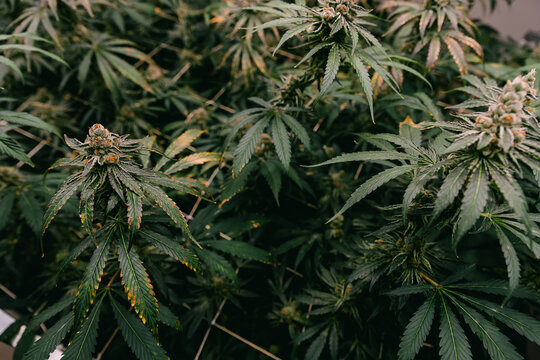 Closeup indoor cannabis canopy of flowering thai strain for cultivation background and botanical poster for grower education