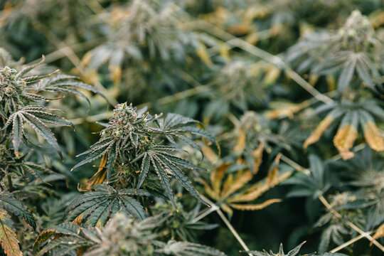 Close perspective of flowering cannabis plants with trichome covered buds for botanical background and cultivation layout