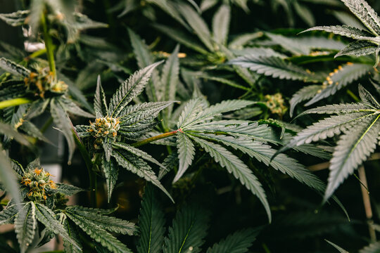 Detailed indoor cannabis closeup with prominent bud and radiating serrated leaves for banner, wallpaper and background design highlighting marijuana cultivation