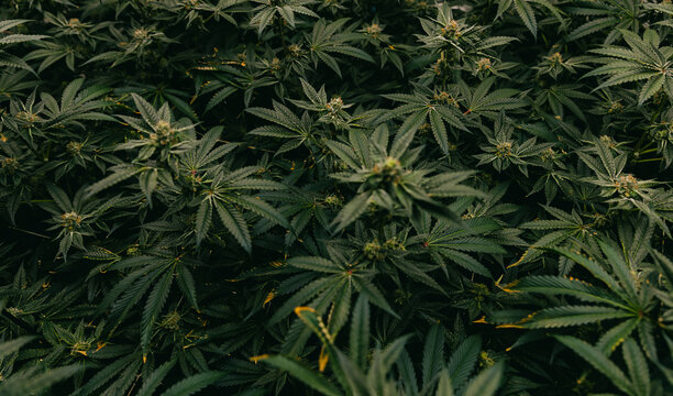 Dense cannabis foliage closeup background for indoor cultivation banner and herbal product design