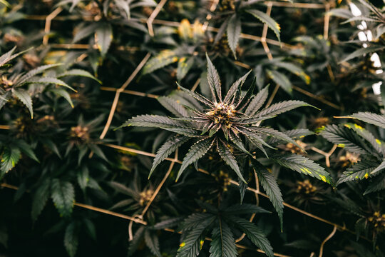 Hemp farm, cannabis on support grid for botanical cultivation greenhouse