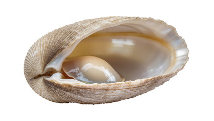 Open clam shell with pearly interior and visible muscle © Isolde