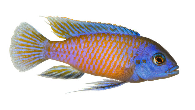 Blue and orange striped cichlid fish
