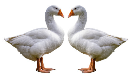 Two white geese with orange beaks facing each other © Isolde