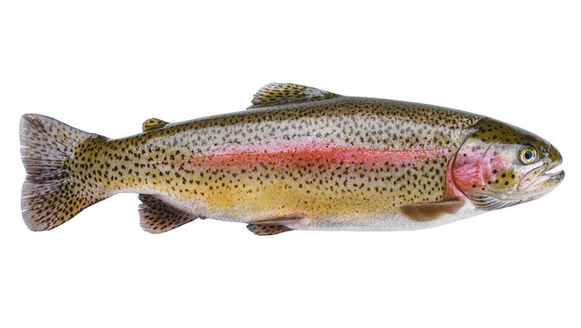 Rainbow trout fish with pink stripe and black spots