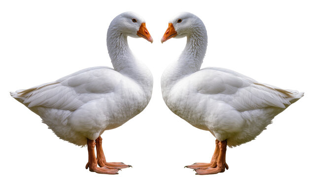 Two white geese with orange beaks facing each other